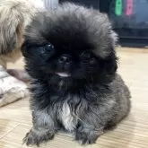 ペキニーズ