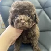 トイプードル(トイ)