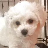 ビションフリーゼ