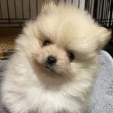 ポメラニアン