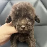 トイプードル(トイ)