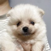 ポメラニアン