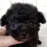 タイニープードル