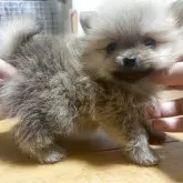 ポメラニアン