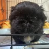 ペキニーズ【愛知県・男の子・2025年9月10日・ブラック】の写真2