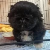 ペキニーズ【愛知県・男の子・2025年9月10日・ブラック】の写真3
