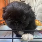 ペキニーズ【愛知県・男の子・2025年9月10日・ブラック】の写真4