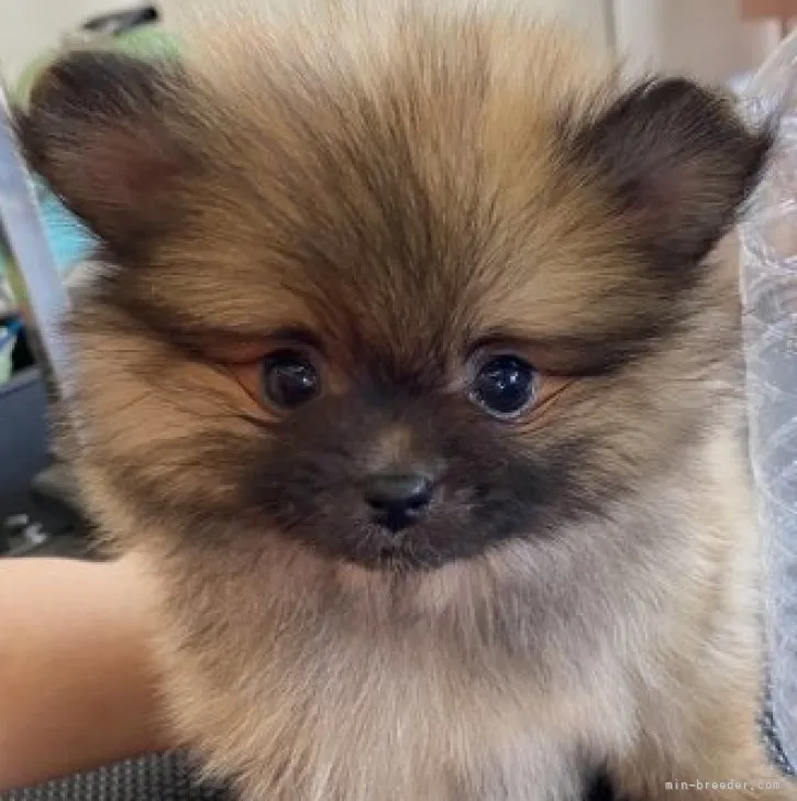 ID：2303-05687の子犬