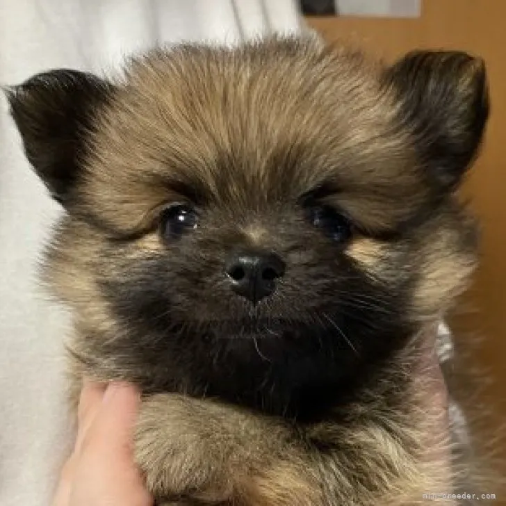 ID：2302-04383の子犬