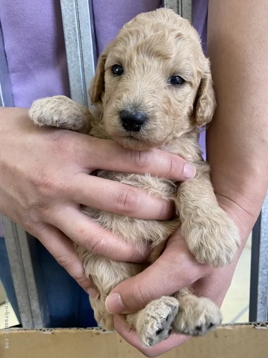 ID:2201-02349の子犬