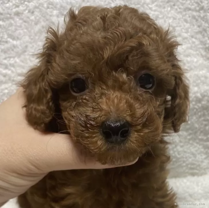 H.M 様のお迎えした子犬