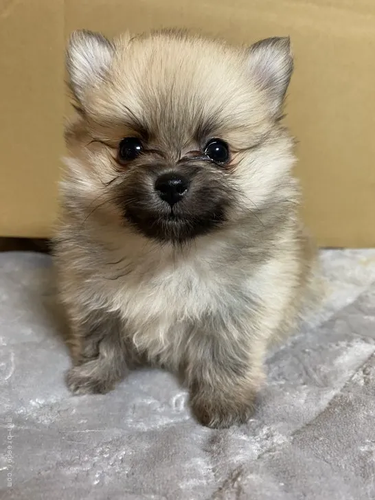 ID：2112-01512の子犬