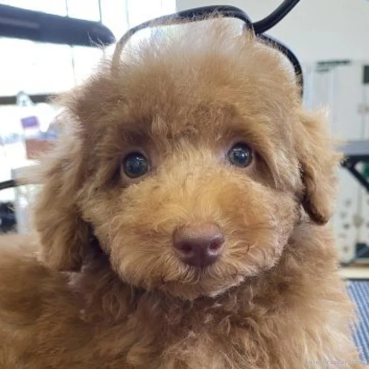 ID:2208-02585の子犬