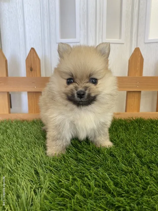 ID：2106-00375の子犬