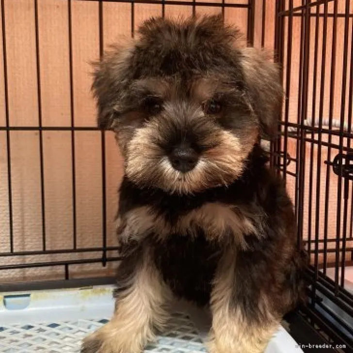 ID:2309-00229の子犬