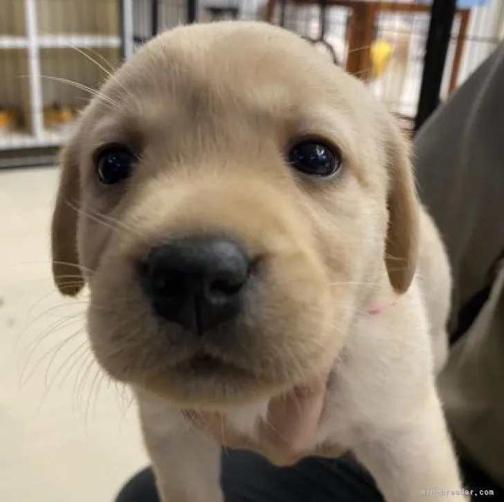 ID:2208-05484の子犬