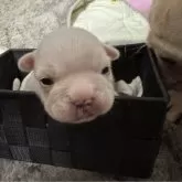 フレンチブルドッグ