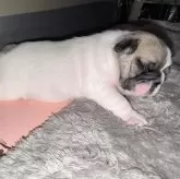 フレンチブルドッグ