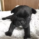 フレンチブルドッグ