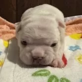 フレンチブルドッグ
