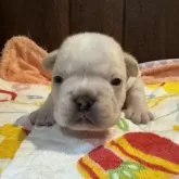 フレンチブルドッグ