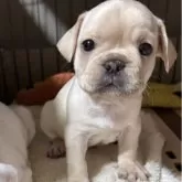 フレンチブルドッグ