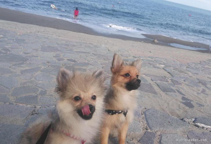 島垣　武央(しまがき　たけお)ブリーダー(新潟県・ポメラニアンなど・JKC登録)の紹介写真3