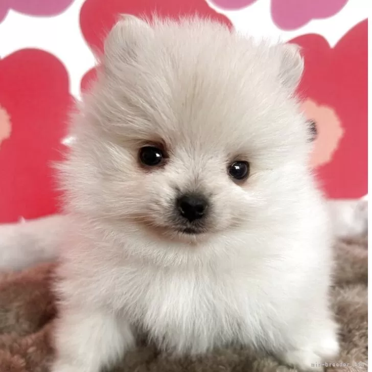 atsu 様のお迎えした子犬