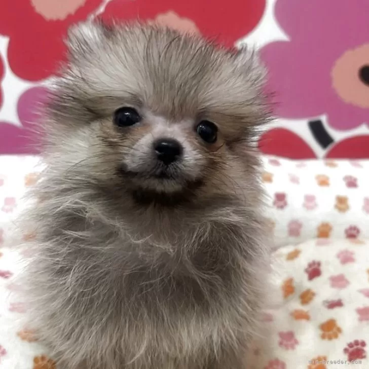 ID：2509-01833の子犬