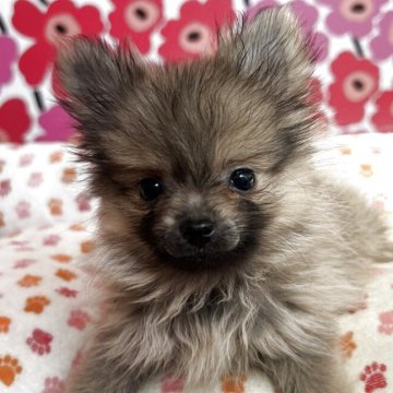 ポメラニアン【新潟県・女の子・2025年7月23日・オレンジセーブル】の写真「可愛い女の子🥰」