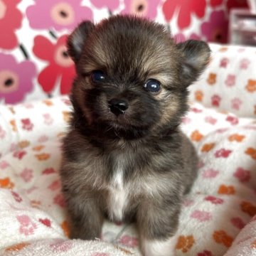 ポメチワ(ポメラニアン×チワワ)【新潟県・男の子・2025年10月31日・フォーン】の写真「ママの愛情たっぷり受けて、すくすく成長中です🐶」