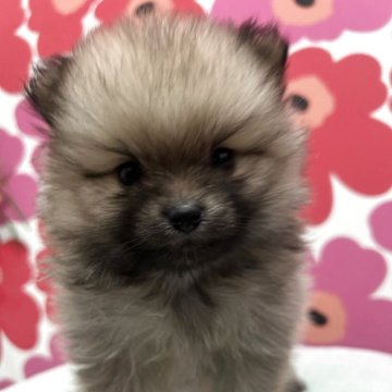 ポメラニアン【新潟県・男の子・2025年10月11日・オレンジ】の写真「元気で可愛い男の子🅖🅘🅡🅛」