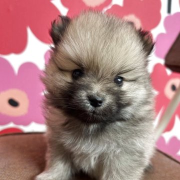 ポメラニアン【新潟県・男の子・2025年10月11日・オレンジ】の写真「元気で可愛い男の子🅖🅘🅡🅛」