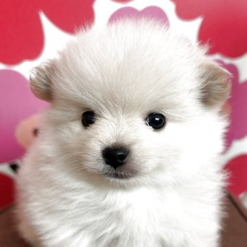 ポメラニアン【新潟県・男の子・2025年10月11日・クリーム】の写真「元気で可愛い男の子🐶🐾」