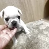 フレンチブルドッグ