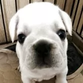 フレンチブルドッグ