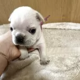 フレンチブルドッグ