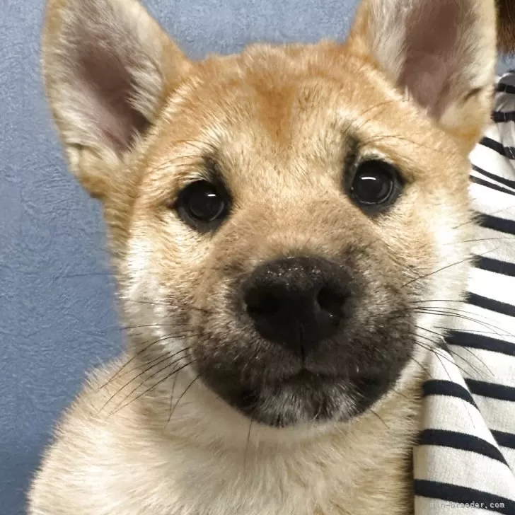 ID：2504-02834の子犬