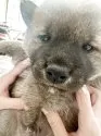 柴犬(標準サイズ)【岐阜県・男の子・2025年2月18日・あか】の写真9「顔がどんどん雄らしく！？」