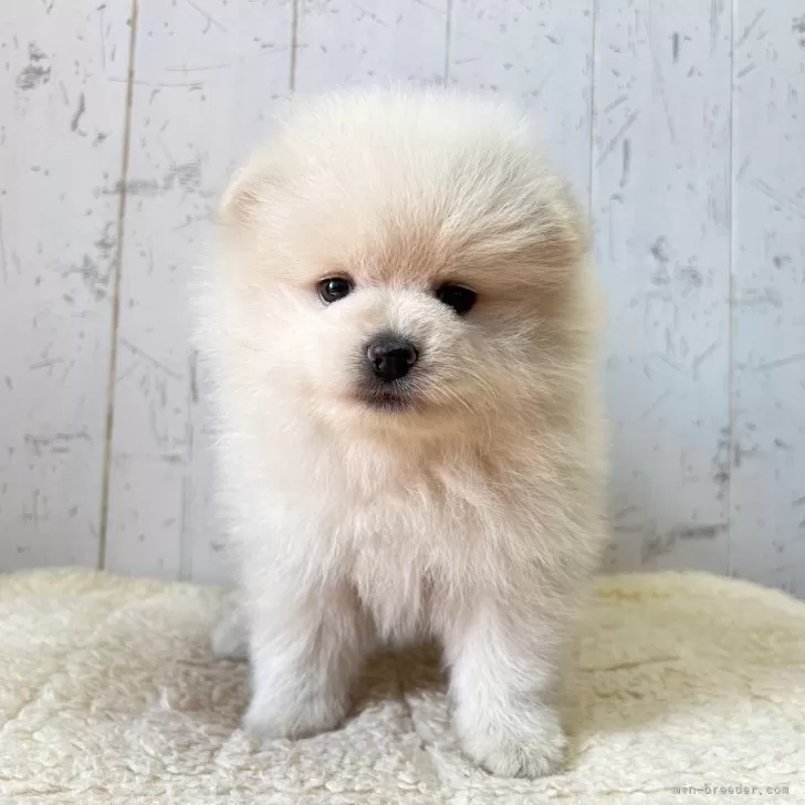 ID:2506-05879の子犬