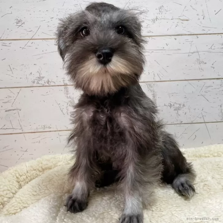 Y.A 様のお迎えした子犬