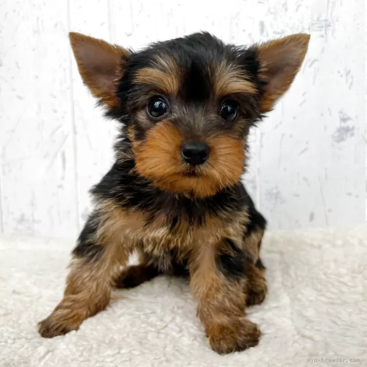 ID:2506-00160の子犬