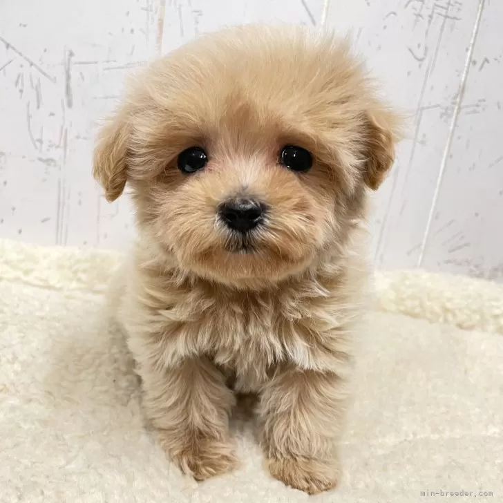S.N 様のお迎えした子犬