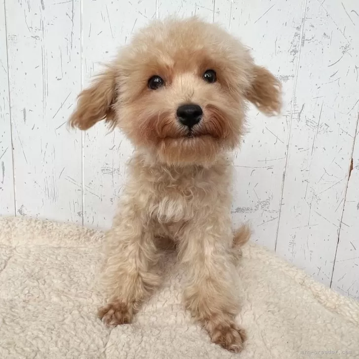 ID:2506-06969の子犬