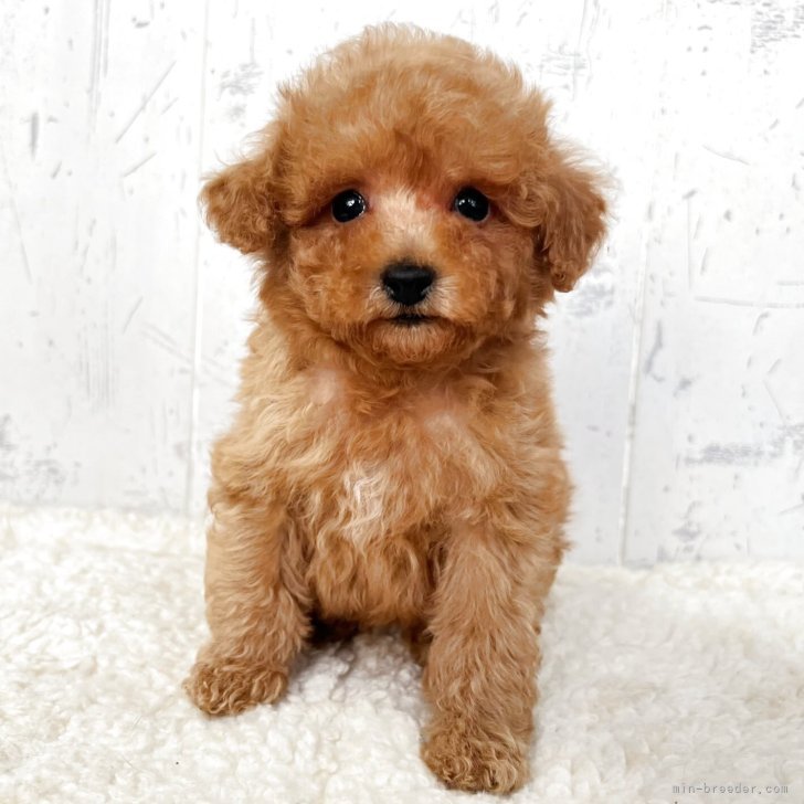 ブリーダー画像