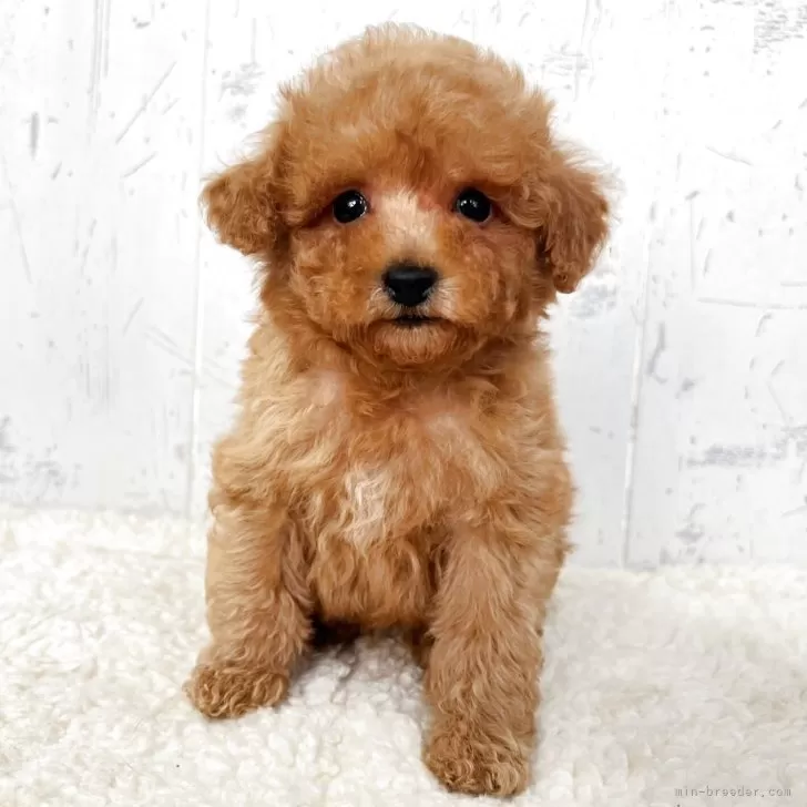 トイプードル(トイ)【千葉県・男の子・2025年9月26日・アプリコット】の写真1