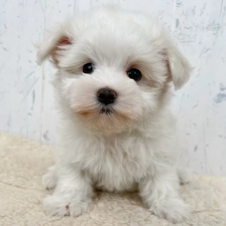 ID：2506-02993の子犬