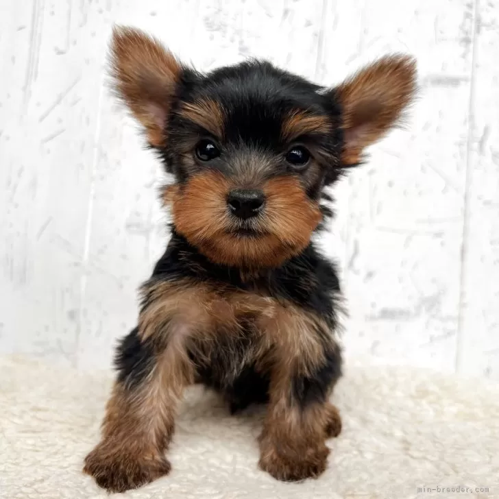 ID：2506-00164の子犬