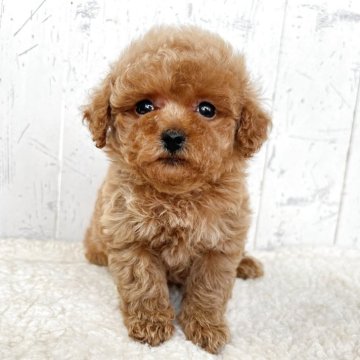 トイプードル(トイ)【千葉県・女の子・2025年9月26日・アプリコット】の写真「マズルの詰まったキューティーフェイス☆」