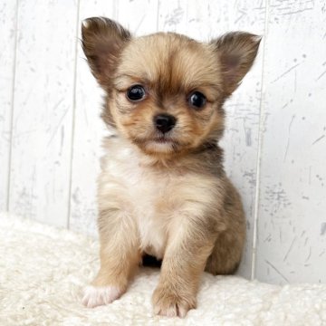 チワワ(ロング)【千葉県・女の子・2025年9月5日・フォーン&ホワイト】の写真「ふんわり天使チワワちゃん☆」